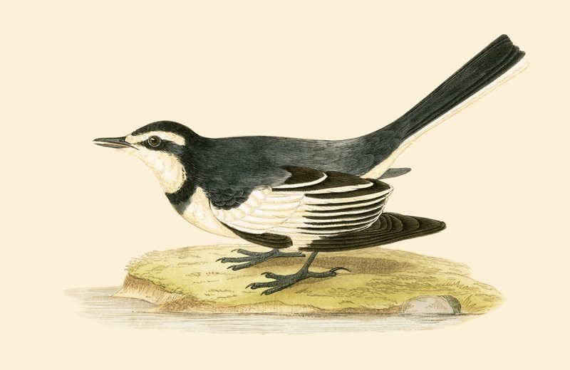 Pliszka posępna, ilustracja z „Historii ptaków Europy nieobserwowanych na wyspach brytyjskich” Charlesa Roberta Bree (1811-86), opublikowana w 1867 r. autorstwa English School