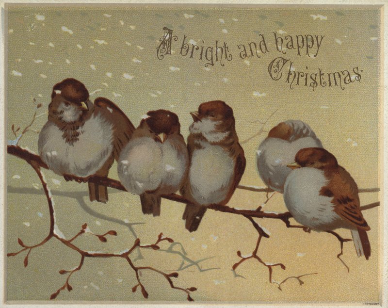 Wróble siedzące na gałęzi w śniegu (chromolitho) autorstwa English School