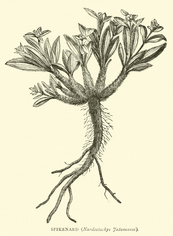 Spikenard, Nardostachys Jatamansi autorstwa English School