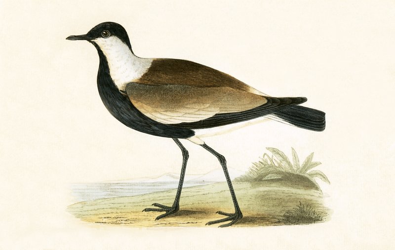 Spur Skrzydlata Sieweczka, ilustracja z „Historii ptaków Europy, których nie obserwuje się na Wyspach Brytyjskich” Charlesa Roberta Bree (1811-86), opublikowana w 1867 r. autorstwa English School