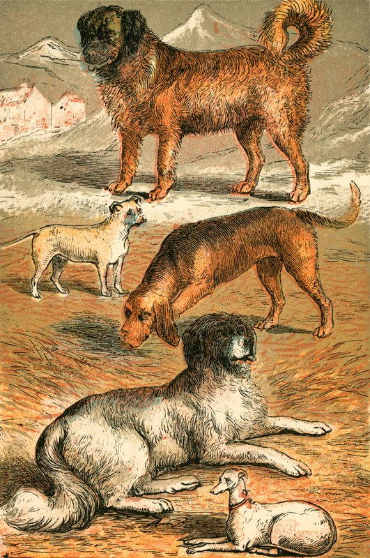 St Bernard, Bulldog, Bloodhound, Nowofundland i charcik włoski autorstwa English School