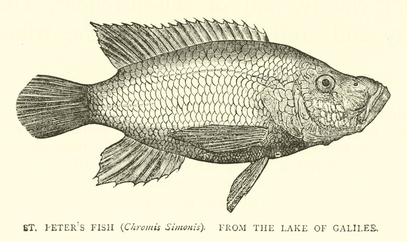 Ryba św. Piotra (Chromis Simonis), z Jeziora Galilejskiego autorstwa English School