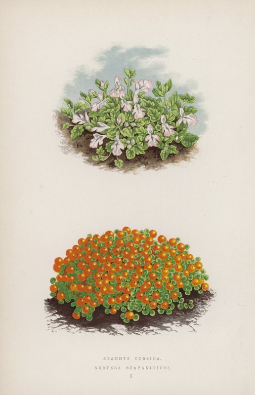 Stacyhysa korsyka; Nerthurae scapaniloides (kolor lito) autorstwa English School