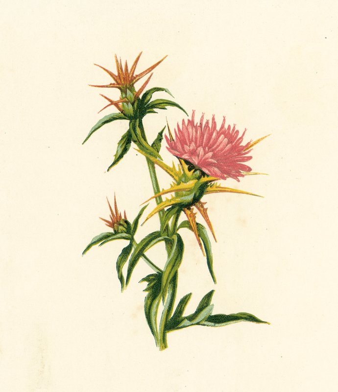 Oset gwiaździsty, Centaurea Calcitrapa (kolorowa litografia) autorstwa English School