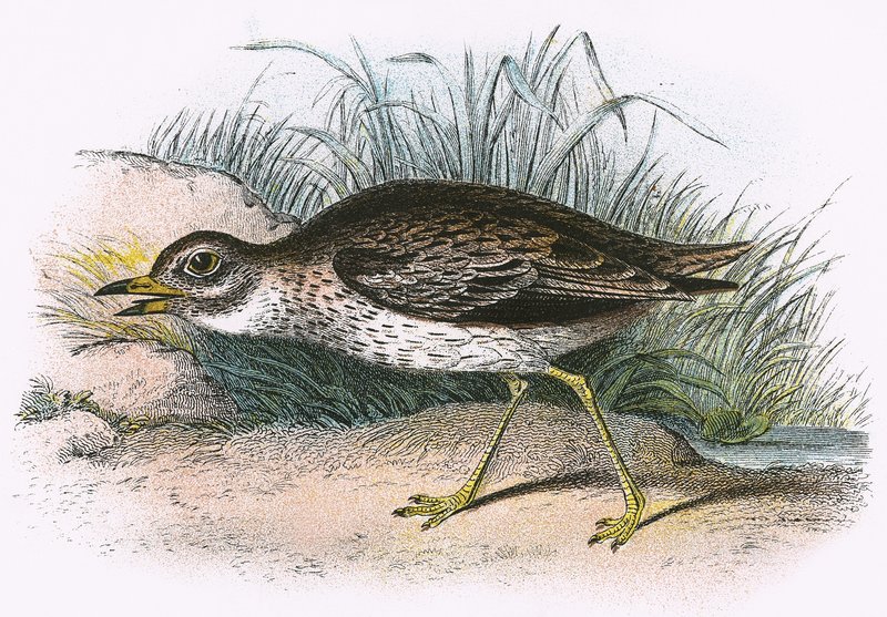Kamienny Curlew autorstwa English School