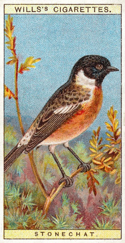 Stonechat autorstwa English School