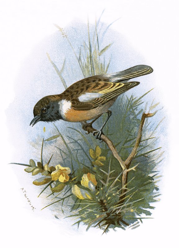Stonechat autorstwa English School