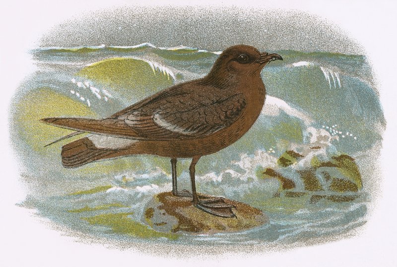 Burza Petrel autorstwa English School