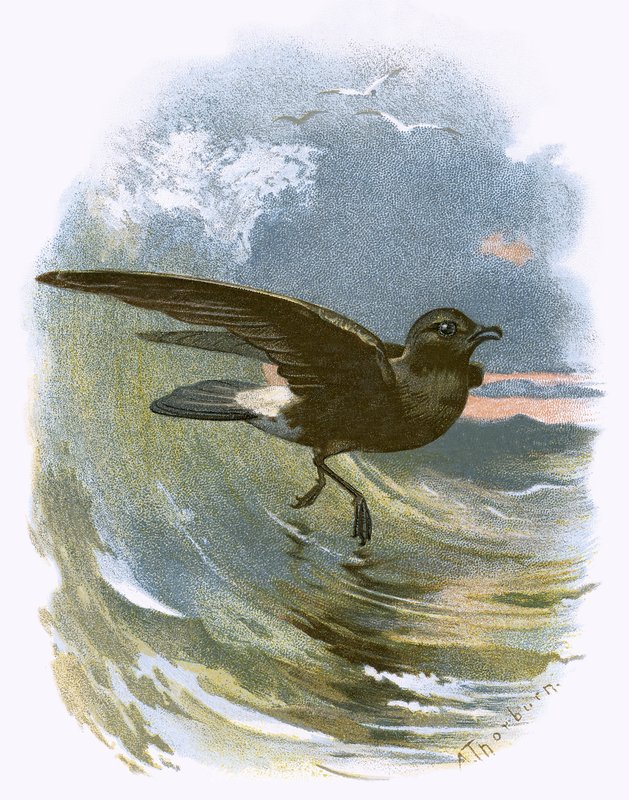 Burza Petrel autorstwa English School