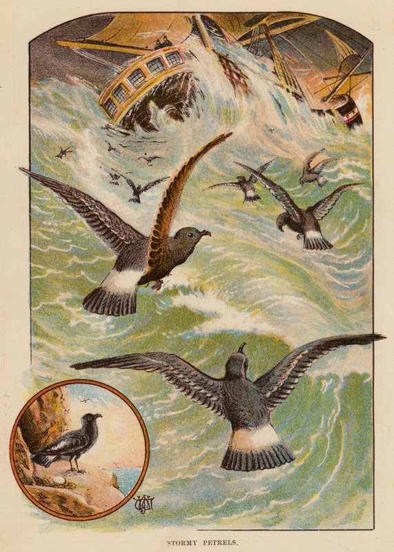Stormy Petrels (kolor lito) autorstwa English School