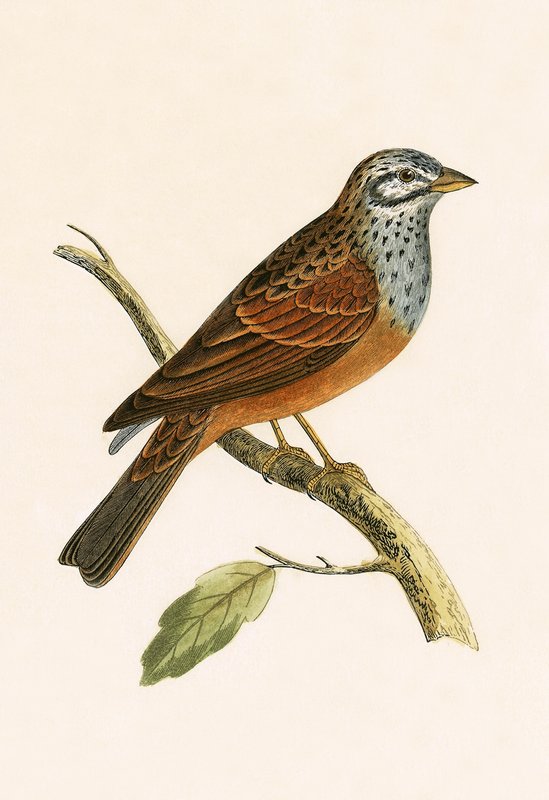 Trznadel striolowany, ilustracja z „Historii ptaków Europy nieobserwowanych na wyspach brytyjskich” Charlesa Roberta Bree (1811-1886), opublikowana w 1867 r. autorstwa English School