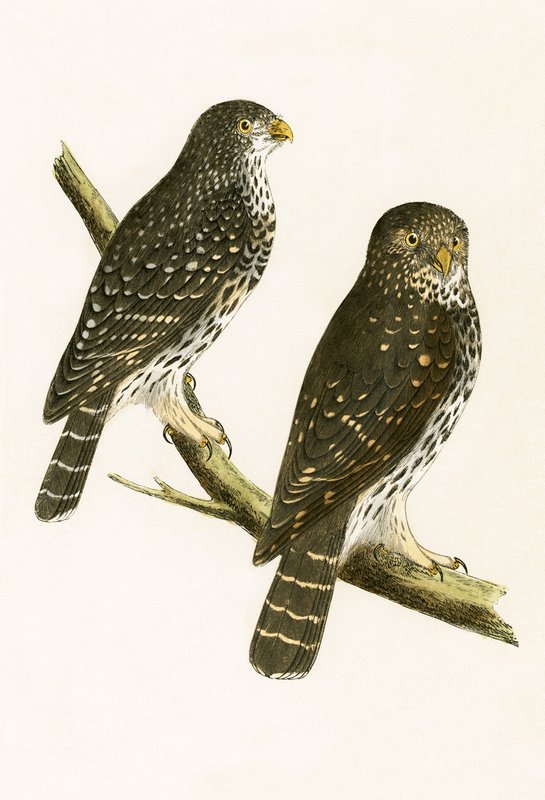 Strix Pusilla, ilustracja z „Historii ptaków Europy nieobserwowanej na wyspach brytyjskich” Charlesa Roberta Bree (1811-86), opublikowana w 1867 r. autorstwa English School