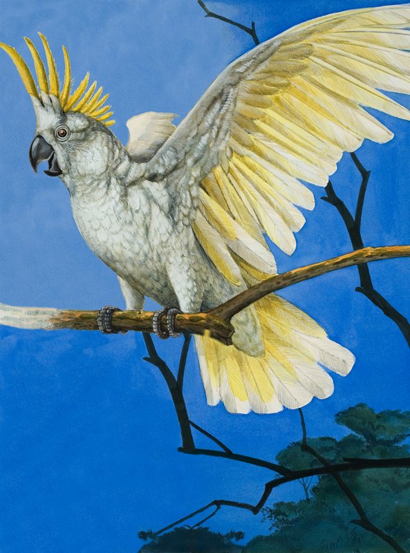 Kakadu żółtoczuba autorstwa English School