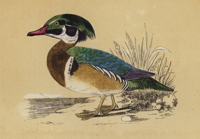 Summer Duck (kolorowa litografia) autorstwa English School