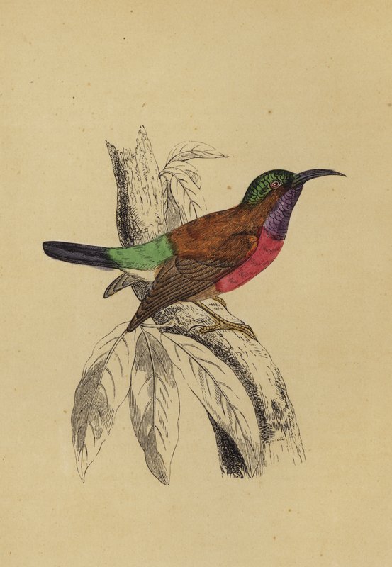 Sun Bird (kolor lito) autorstwa English School