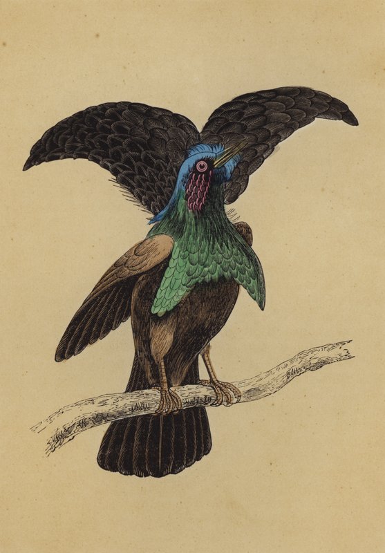 Superb Bird of Paradise (kolorowa litografia) autorstwa English School