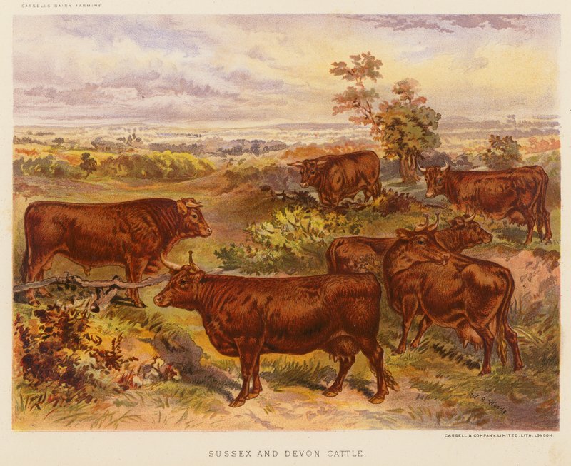Bydło rasy Sussex i Devon (kolorowa litografia) autorstwa English School