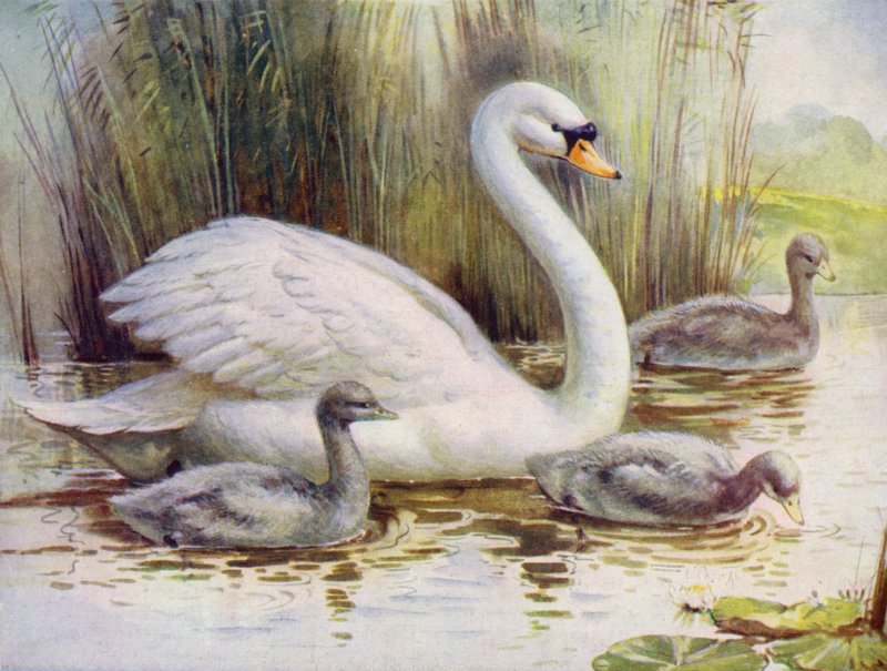 Łabędź i cygnets (kolor lito) autorstwa English School