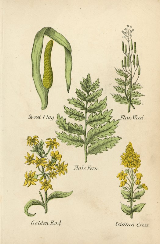 Sweet Flag, Flux Weed, Male Fern, Golden Rod, Sciatica Cress (kolorowa litografia) autorstwa English School