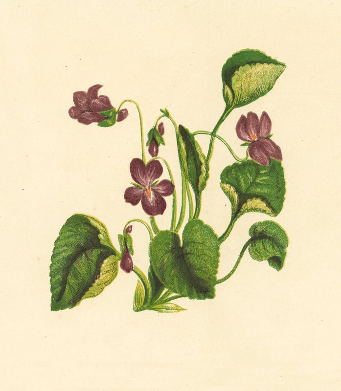 Słodki fiołek, Viola odorata (kolorowa litografia) autorstwa English School