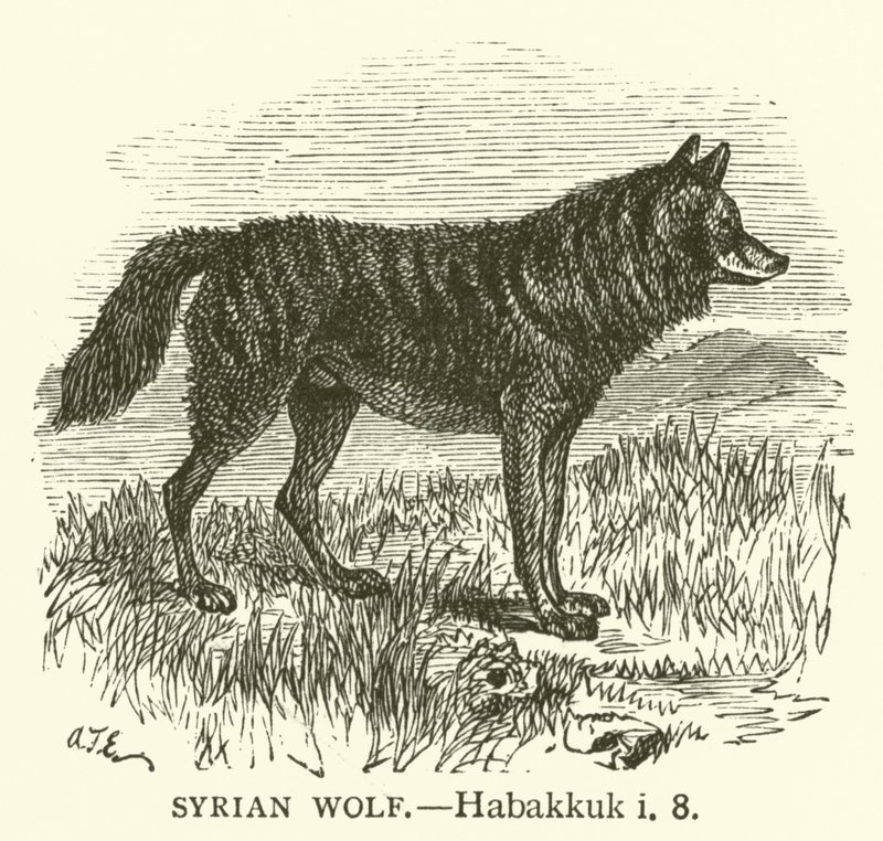 Wilk syryjski, Habakuk, i, 8 (rycina) autorstwa English School