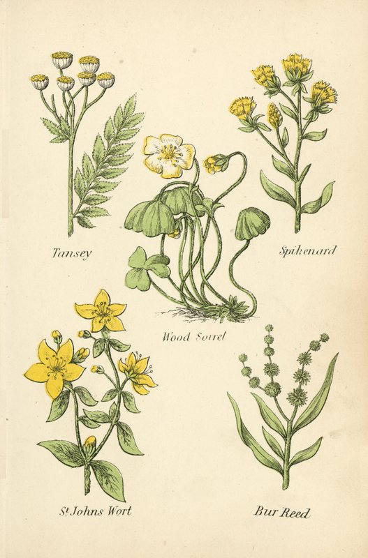 Tansey, Spikenard, Szczaw zajęczy, Dziurawiec, Bur Reed autorstwa English School