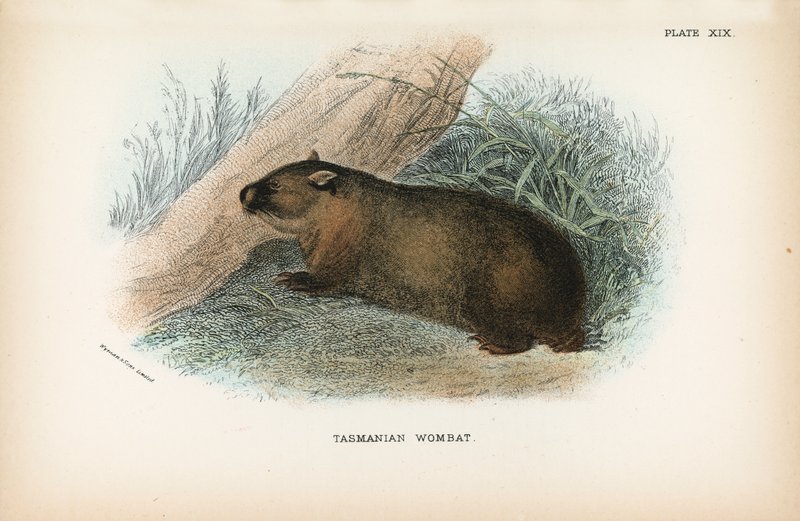 Wombat tasmański autorstwa English School