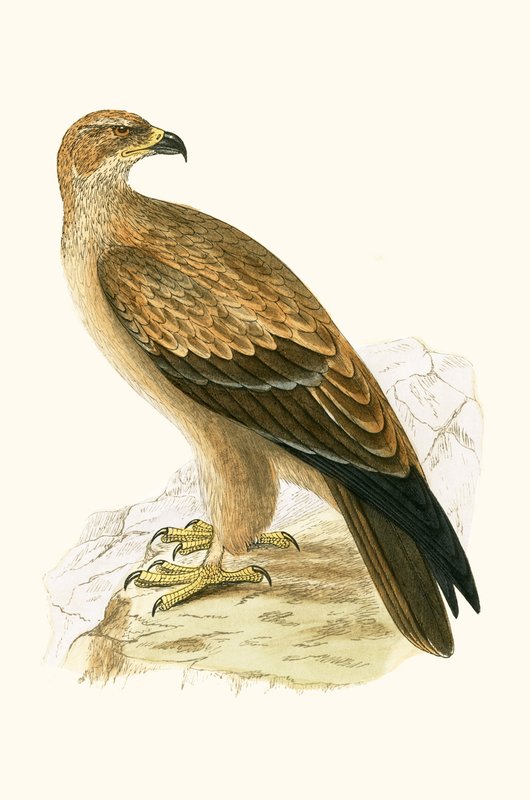 Orzeł płowy, ilustracja z „Historii ptaków Europy nieobserwowanej na wyspach brytyjskich” Charlesa Roberta Bree (1811-86), opublikowana w 1867 r. autorstwa English School