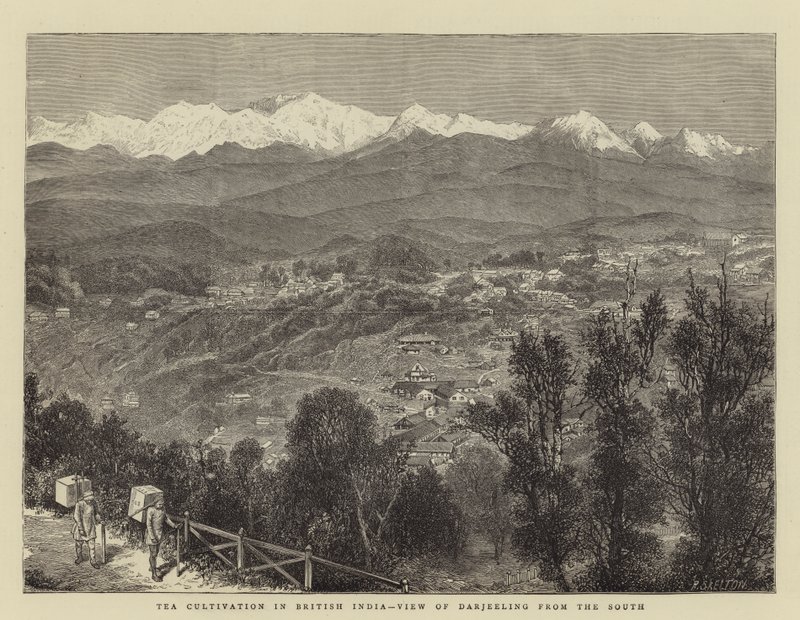 Uprawa herbaty w Indiach Brytyjskich, Widok Darjeeling od południa (rycina) autorstwa English School
