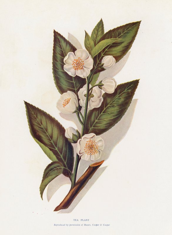 Herbaciarnia (kolorowa litografia) autorstwa English School