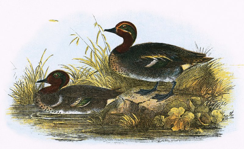 Teal (z prawej) i American Teal (z lewej) autorstwa English School