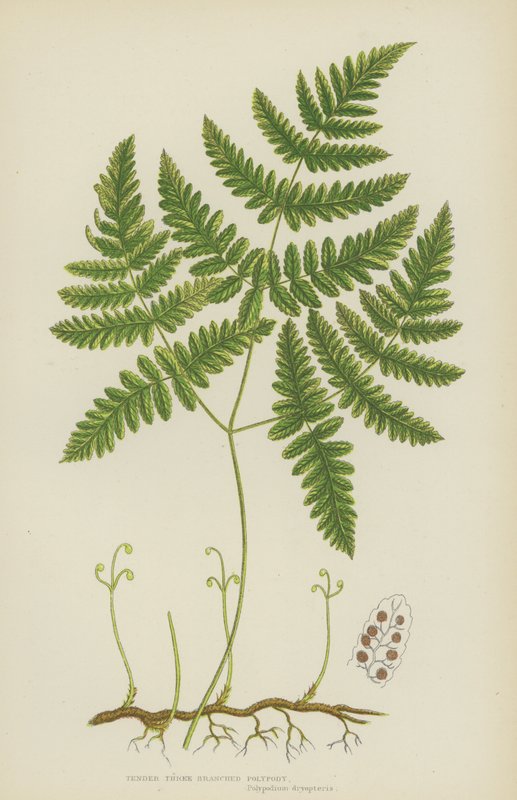 Tender Three Branched Polypody (kolorowa litografia) autorstwa English School