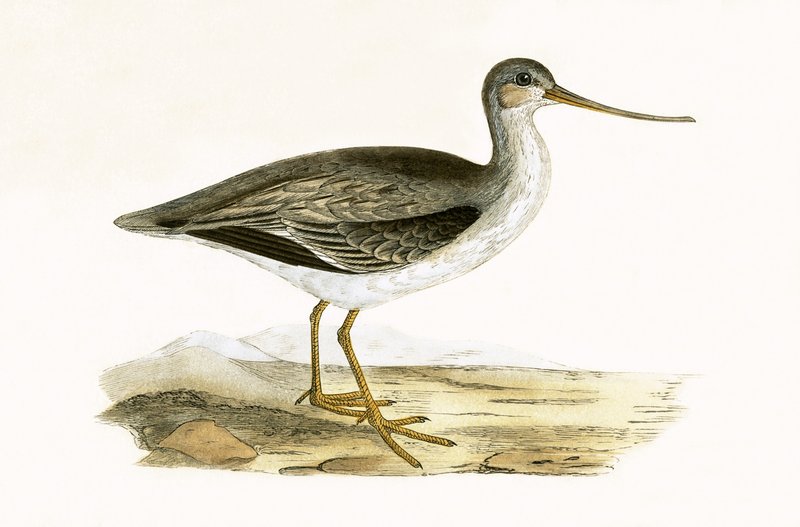 Terek Godwit, ilustracja z „Historii ptaków Europy nieobserwowanej na wyspach brytyjskich” Charlesa Roberta Bree (1811-86), opublikowana w 1867 r. autorstwa English School