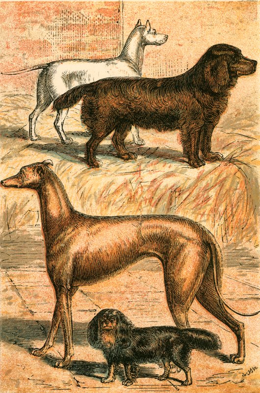Terier, Spaniel, Chart i King Charles Spaniel autorstwa English School