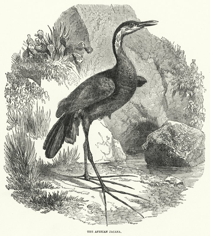 Jacana afrykańska (rycina) autorstwa English School