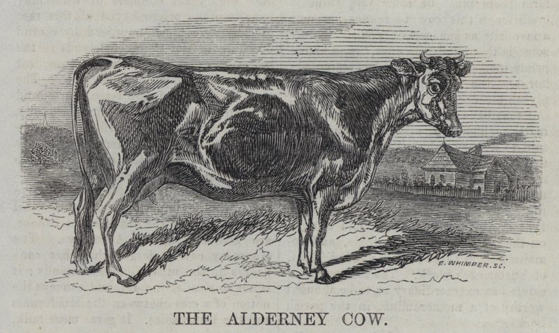Krowa Alderney (rycina) autorstwa English School