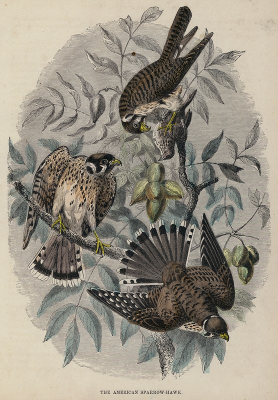 American Sparrow-Hawk (kolorowy grawerunek) autorstwa English School