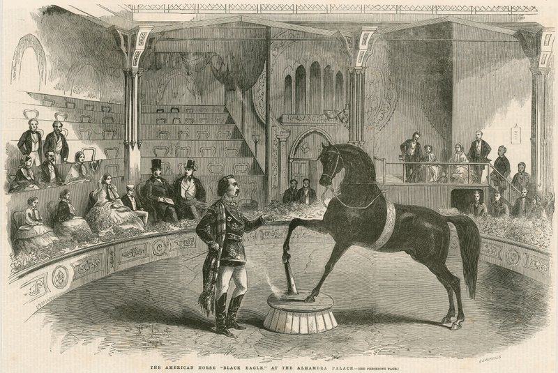 Amerykański koń Black Eagle w Pałacu Alhambra (Teatr Alhambra), Leicester Square, Londyn autorstwa English School