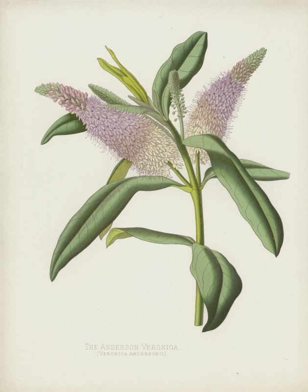 Veronica Anderson, Veronica Andersonii autorstwa English School