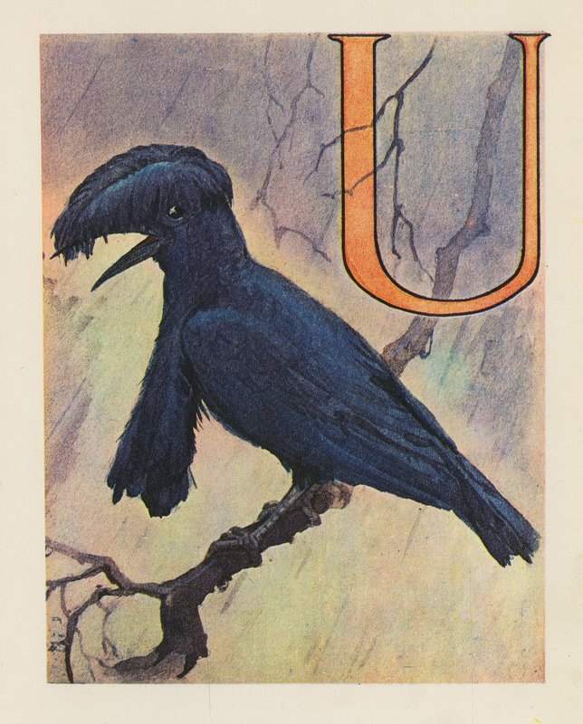 Zwierzęce ABC: Litera U, Umbrella Bird (kolorowa litografia) autorstwa English School