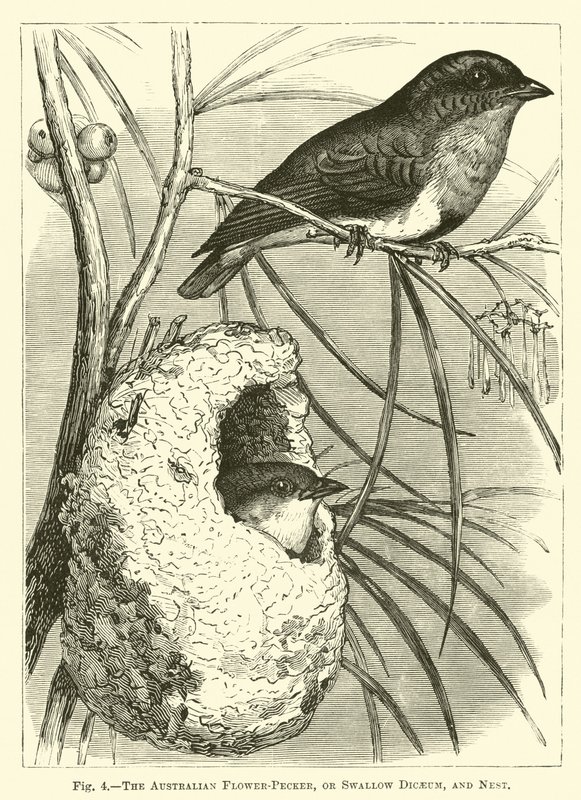 Australijski Flower-Pecker lub Jaskółka Dicaeum i Gniazdo autorstwa English School