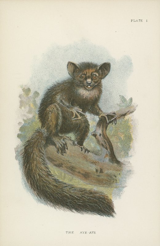 Aye-Aye autorstwa English School