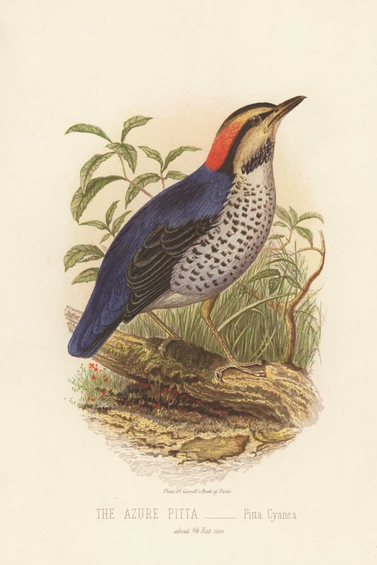Azure Pitta, Pitta Cyanea (kolor lito) autorstwa English School