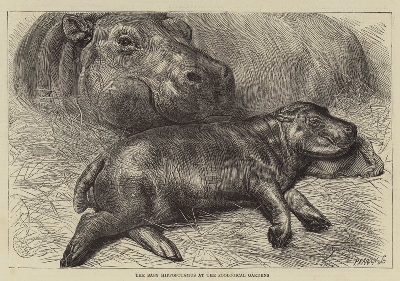 Mały hipopotam w ogrodzie zoologicznym (rycina) autorstwa English School