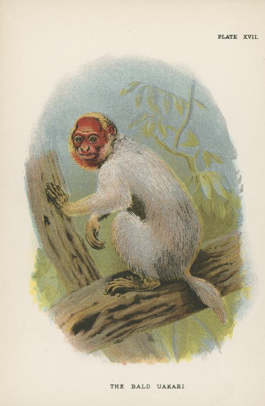 Łysy Uakari autorstwa English School