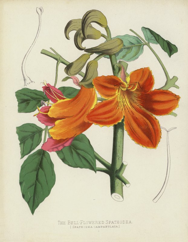 Spathodea dzwonkowata, Spathodea Campanulata autorstwa English School