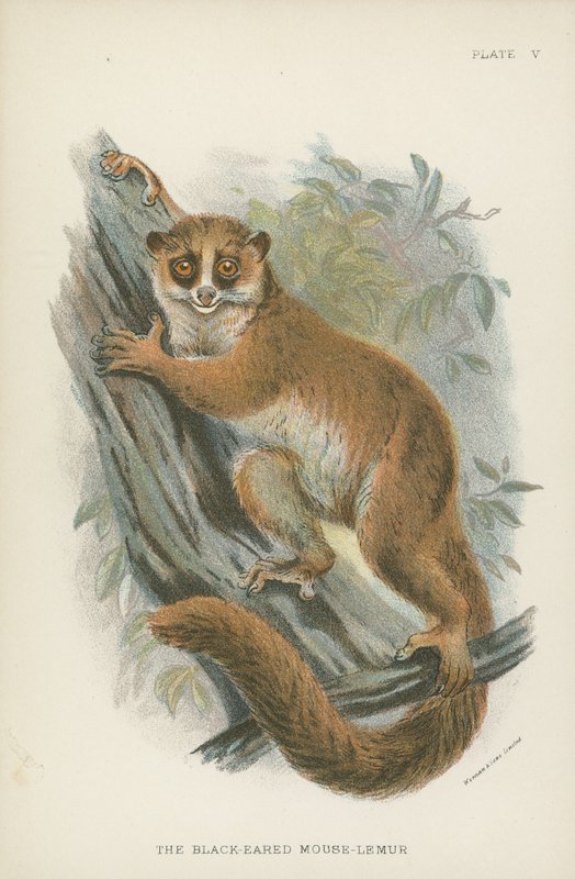 Czarnoucha Mysz-Lemur autorstwa English School