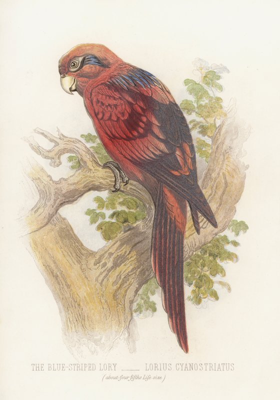 Lorius Cyanostriatus (kolor lito) autorstwa English School