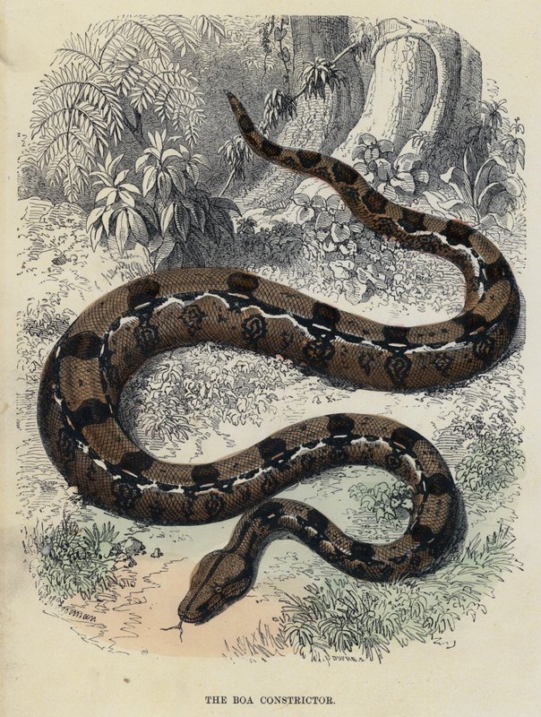 Boa Constrictor (kolorowy grawerunek) autorstwa English School