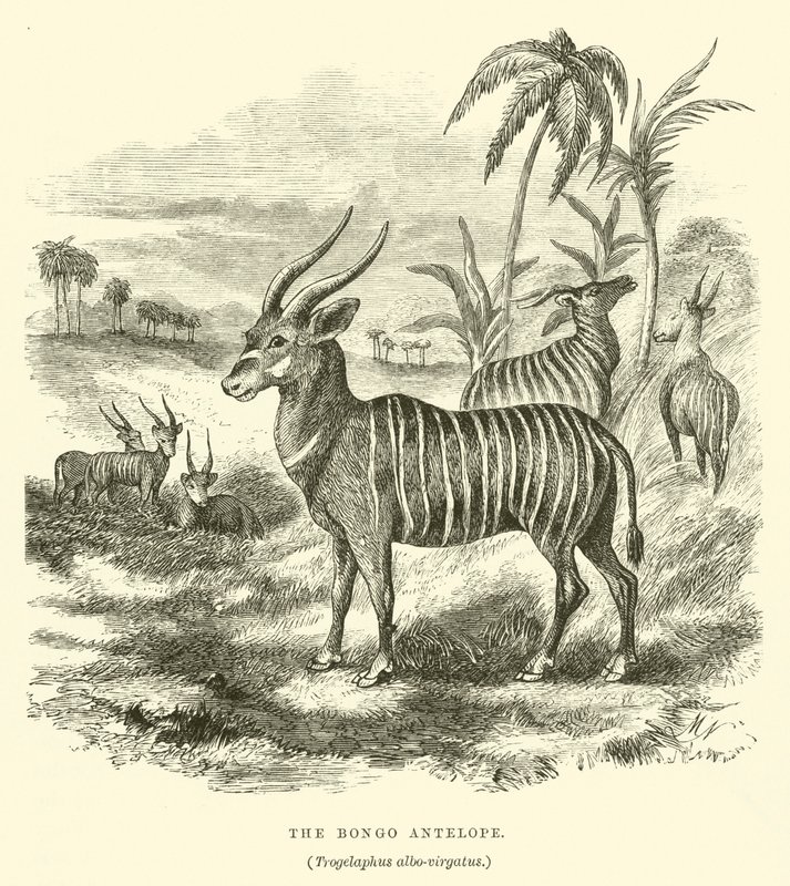 Antylopa Bongo, Trogelaphus albo-virgatus (grawerowanie) autorstwa English School